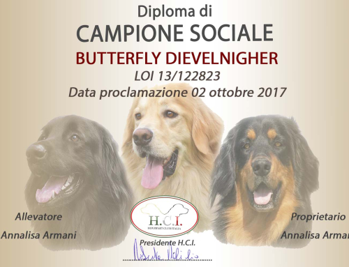 Butterfly Dievelnigher Campione Sociale