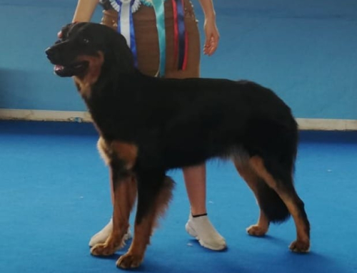 Dog Show San Marino